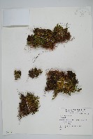 登錄號:P005749藏品圖，第1張