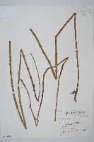 登錄號:P005750藏品圖，第1張