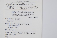 貫眾蕨藏品圖，第2張