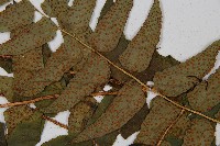 貫眾蕨藏品圖，第4張