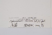 烏蕨藏品圖，第1張