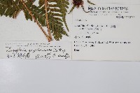 紅蓋鱗毛蕨藏品圖，第2張