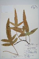 海岸星蕨藏品圖，第1張