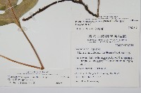 海岸星蕨藏品圖，第2張