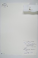 萬年松藏品圖，第1張