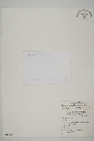 鐵線蕨藏品圖，第1張