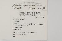 鐵線蕨藏品圖，第2張