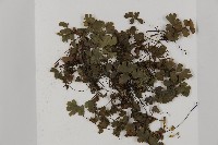 鐵線蕨藏品圖，第3張