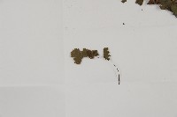 鐵線蕨藏品圖，第4張