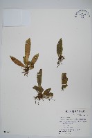 蘭嶼車前蕨藏品圖，第1張