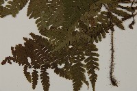 愛德氏肋毛蕨藏品圖，第5張