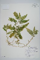 全緣卷柏藏品圖，第1張