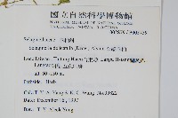 全緣卷柏藏品圖，第2張
