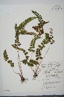 海島陵齒蕨藏品圖，第1張