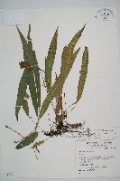 單葉雙蓋蕨藏品圖，第1張