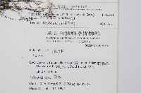 單葉雙蓋蕨藏品圖，第2張