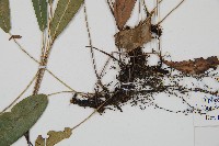 單葉雙蓋蕨藏品圖，第3張