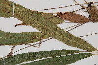 單葉雙蓋蕨藏品圖，第4張
