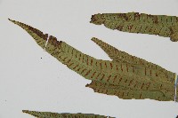 單葉雙蓋蕨藏品圖，第5張