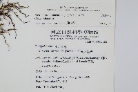 星蕨藏品圖，第2張