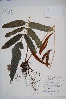 尾葉實蕨藏品圖，第1張