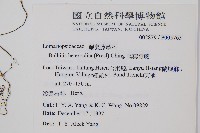 尾葉實蕨藏品圖，第2張