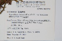 二羽達邊蕨藏品圖，第2張