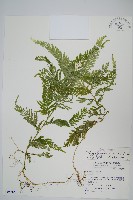 全緣卷柏藏品圖，第1張