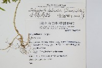 全緣卷柏藏品圖，第2張