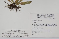 蘭嶼車前蕨藏品圖，第2張