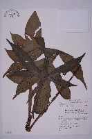 翅柄三叉蕨藏品圖，第1張