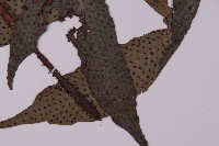 翅柄三叉蕨藏品圖，第3張