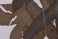 翅柄三叉蕨藏品圖，第5張