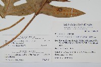 海岸星蕨藏品圖，第2張