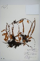抱樹石葦藏品圖，第1張
