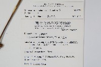 星蕨藏品圖，第2張