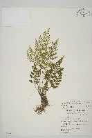 骨碎補鐵角蕨藏品圖，第1張