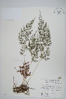 日本金粉蕨藏品圖，第1張