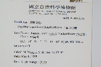 日本金粉蕨藏品圖，第2張