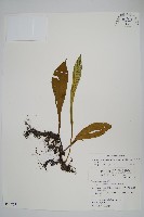 柳葉劍蕨藏品圖，第1張