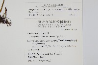 柳葉劍蕨藏品圖，第2張