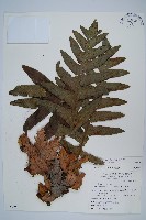 槲蕨藏品圖，第1張