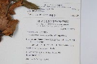 槲蕨藏品圖，第2張