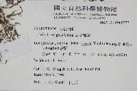 萊氏線蕨藏品圖，第2張