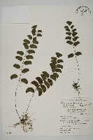 半月形鐵線蕨藏品圖，第1張