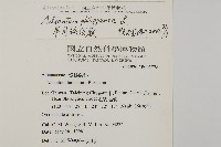 半月形鐵線蕨藏品圖，第2張