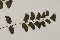 半月形鐵線蕨藏品圖，第3張