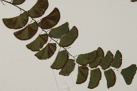 半月形鐵線蕨藏品圖，第4張