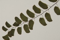 半月形鐵線蕨藏品圖，第5張