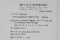 日本金粉蕨藏品圖，第2張